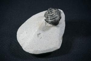 Gerastos S.P. Trilobite, from Atlas Mountains, Morocco (REF:GTM6)