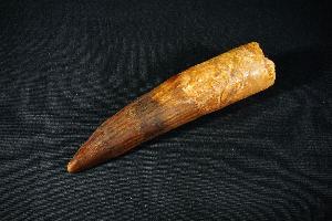 Spinosaurus Dinosaur Tooth, from Morocco (REF:SDT1)