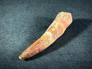 Spinosaurus Dinosaur Tooth with Root, from Morocco (REF:SPINODT3)