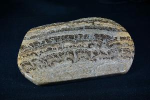 Stromatolite from Fife, Scotland, UK (REF:SS7)