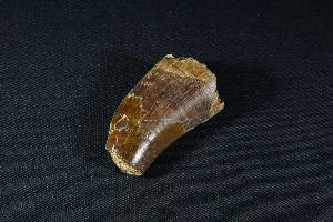 Tyrannosaurus Rex Tooth Fragment, from Hell Creek Formation, Eastern Montana, USA (REF:TREX14)