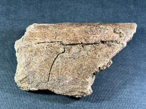 Triceratops Bone Fragment, Lance Creek Formation, Weston Co. Wyoming, USA (REF:TRIT9)