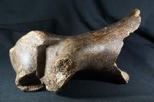 Woolly Rhino Bone, from North Sea Area, Ice Age (REF:WRB1)