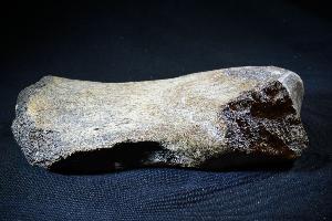 Woolly Rhino Bone, from North Sea Area, Ice Age (REF:WRB2)