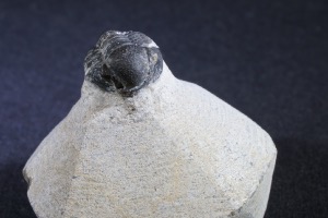 Proteus S.P. Trilobite, from the Atlas Mountains, Morocco (No.132)