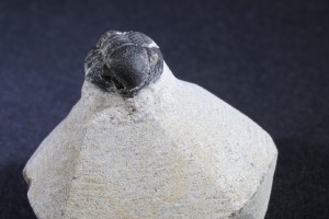 Gerastos S.P. Trilobite, from the Atlas Mountains, Morocco (No.132)