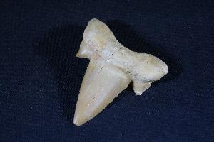 Otodus obliques Lamna Shark Tooth, from Khouibga, Nr Oued Zem, Morocco (No.16)