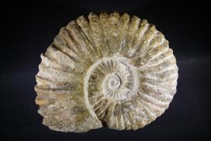 Acanthoceras 'Agadir' Ammonite, from Morocco (No.196)