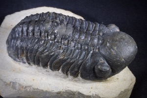 Reedops Trilobite from Morocco (No.428)