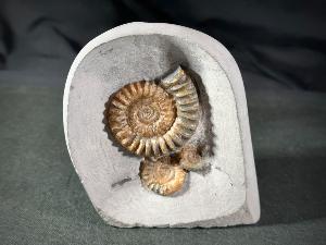 Arnioceras semicostatum Ammonite, from Dorset, Jurassic Coast, Monmouth Beach, Lyme Regis, UK (No.43)