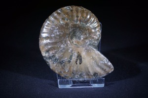 Cleoniceras Ammonite, from Madagascar (No.641)