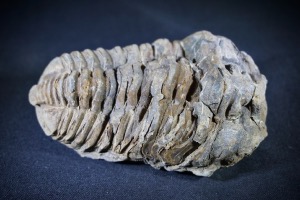 Flexicalymene Trilobite, from Morocco (No.723)