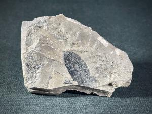 Fossil Fern, from Scarborough, England (REF:FFSCARE1)