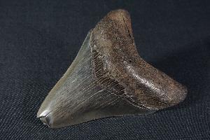 Megalodon Shark Tooth, from South Carolina, U.S.A. (REF:MT22)