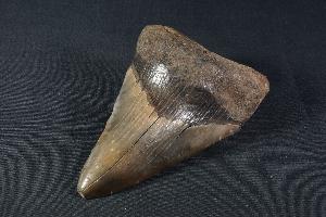 Megalodon Shark Tooth, from South Carolina, U.S.A. (REF:MT25)