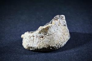 Pachycephalosaurus Bone, from Lance Creek Formation, Eastern Wyoming, U.S.A. (REF:PB2)