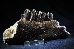 Partial Bison Jaw, from North Sea Area, Ice Age (REF:PBJ)