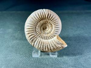 Perisphinctes Ammonite, from Madagascar (REF:PERIMAD12)