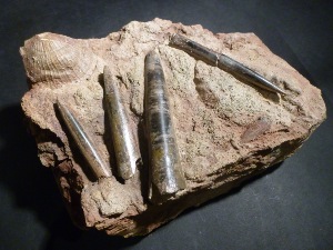 Cephalopod - Passalotheutis Sp. Belemnite (No.81)