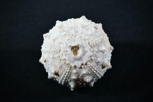 Goniopygus menardi Sea Urchin, from Talsint, Turoniense Formation, Morocco (REF:GSU2)