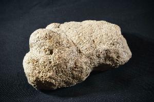 Sauropod Dinosaur Coprolite, from Morrison Formation, Sundance Wyoming, U.S.A. (REF:SDC1)