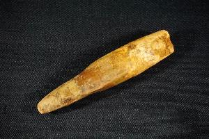 Spinosaurus Dinosaur Tooth, from Morocco (REF:SDT8)
