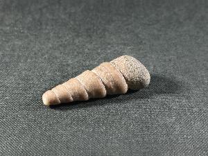 Turritella Shell, from Virginia, U.S.A. (REF:TURR7)
