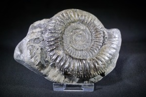 Dactylioceras Ammonite, from Whitby, Yorkshire, U.K. (No.101)