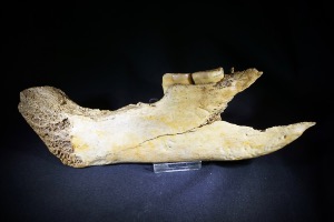 Ursus Spelaeus (Cave Bear) Partial Jaw Bone from The Carpathian Mountains, Romania (No.119)
