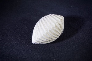 Bivalve from Java, Indonesia (No.251)