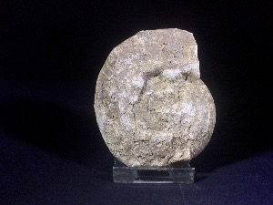 Hildoceras Ammonite, from Somerset, England (No.60) 