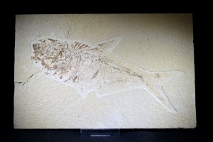 Diplomystus Fossil Fish, from Green River Formation, Wyoming, U.S.A. (No.624)