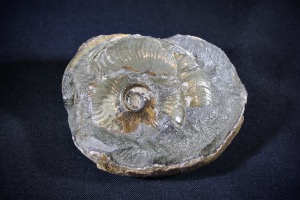 Hildoceras Ammonite, from Whitby, Yorkshire, UK (No.761)