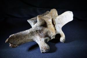 Woolly Rhino Vertebra Bone, from North Sea Area, Ice Age (No.913)