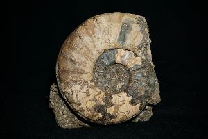 Asteroceras Ammonite, from Scunthorpe, U.K. (REF:AAS1)