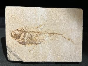 Diplomystus Fossil Fish, from Green River Formation, Wyoming, U.S.A. (REF:DIPLOFISH4)