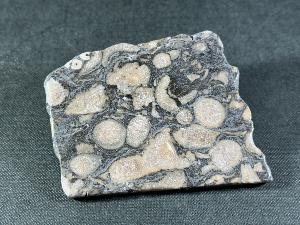 Polished Fossil Coral, East Lothian, Scotland (REF:FCSCOT1)