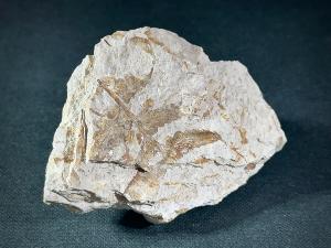 Fossil Fern, from Oregon, U.S.A. (REF:FFOUSA1)