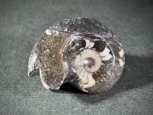 Goniatite, from Morocco (REF:GON5)