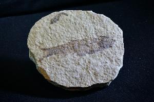 Knightia Fossil Fish, from Green River Formation, Wyoming, U.S.A. (REF:KF201)