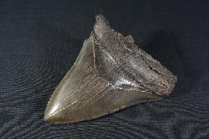 Megalodon Shark Tooth, from South Carolina, U.S.A. (REF:MT23)