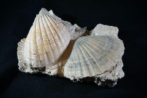 Pecten Benedictus Bivalve (REF:PBB1)