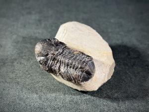 Reedops maurulas Trilobite, from Mount Atchana, Morocco (REF:RETRI1)