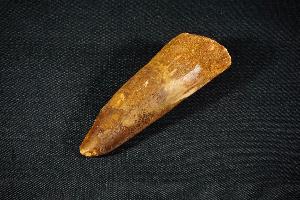 Spinosaurus Dinosaur Tooth, from Morocco (REF:SDT4)