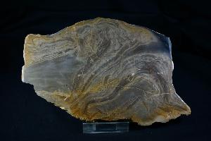 Stromatolite from Bay of Birsay, Orkney, Scotland, UK (REF:SS3)