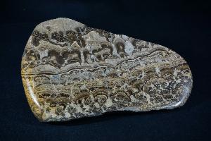 Stromatolite from Fife, Scotland, UK (REF:SS6)