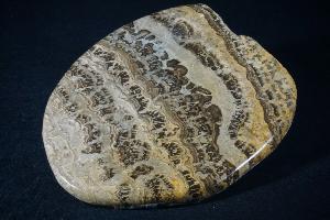 Stromatolite from Fife, Scotland, UK (REF:SS9)