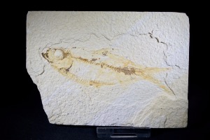 Knightia Fossil Fish, from Green River Formation, Wyoming, U.S.A. (No.145)