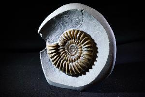 Arnioceras semicostatum Ammonite, from Dorset, Jurassic Coast, Monmouth Beach, Lyme Regis, UK (No.33)