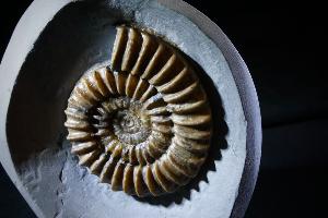 Arnioceras semicostatum Ammonite, from Dorset, Jurassic Coast, Monmouth Beach, Lyme Regis, UK (No.37)
